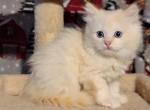 Flame mink male - Ragdoll Cat For Sale - Minerva, OH, US