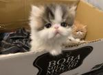 Exotic Persian hair girl - Persian Cat For Sale - Las Vegas, NV, US