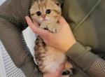 Lady - Scottish Fold Cat For Sale - Levittown, PA, US