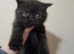 Black Male Exotic shorthair - Exotic Cat For Sale - Cumming, GA, US