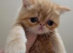 Red Male Exotic Shorthair 2 - Exotic Cat For Sale - Cumming, GA, US
