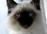 Felix - Himalayan Cat For Sale/Service - Vestal, NY, US