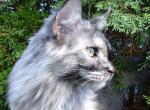 Uma - Maine Coon Cat For Sale - Bridgewater Township, NJ, US