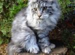 Silver girl kitten - Maine Coon Cat For Sale - Bridgewater Township, NJ, US