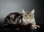 Cortni - Maine Coon Cat For Sale - NY, US