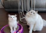 Pumpkin - Ragdoll Cat For Sale - Fairfax, VA, US