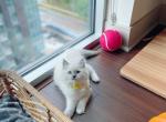 Kitty - Ragdoll Cat For Sale - Fairfax, VA, US