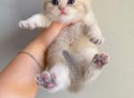 Ay11 blue golden British shorthair - British Shorthair Cat For Sale - Athens, GA, US