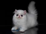 Jovial's Sissy - Persian Cat For Sale - Newburgh, NY, US