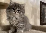 British longhair - British Shorthair Cat For Sale - Fort Wayne, IN, US