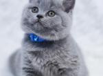 Oscar - British Shorthair Cat For Sale - WA, US
