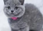 Molly - British Shorthair Cat For Sale - WA, US