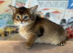 Qeena - Somali Cat For Sale - Odesa, Odessa Oblast, UA