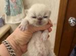 CFA Registered Persian Kittens - Persian Cat For Sale - Conyers, GA, US