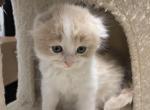 Scottish Fold Kitten - Scottish Fold Cat For Sale - Auburn, WA, US