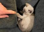 Cheesecake - Siamese Cat For Sale - Winder, GA, US