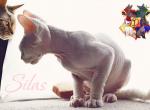 Silas - Devon Rex Cat For Sale - Spokane, WA, US