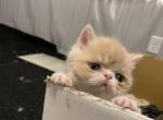 Exotic short hair male kitten - Exotic Cat For Sale - Las Vegas, NV, US