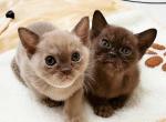 Alex Angie Alice Abby - European Burmese Cat For Sale - Kunkletown, PA, US