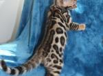 Reena - Bengal Cat For Sale - Boston, MA, US