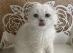 Snowflake female blue eyes - Scottish Fold Cat For Sale - Sunnyvale, CA, US