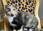 Sapphire - Scottish Fold Cat For Sale - Ava, MO, US