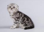 Wolly - Scottish Fold Cat For Sale - Hollywood, FL, US