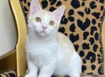 Mickey - Munchkin Cat For Sale - Ava, MO, US