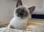 Marshmallow - Munchkin Cat For Sale - Ava, MO, US