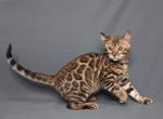 Emily - Bengal Cat For Sale - Norwalk, CT, US