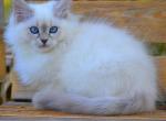 Feya - Siberian Cat For Sale - Norwalk, CT, US