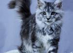 Fifa - Maine Coon Cat For Sale - Norwalk, CT, US