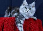 Evangelina - Maine Coon Cat For Sale - Pembroke Pines, FL, US