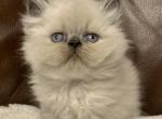 Blue Point Male - Persian Cat For Sale - Ephrata, PA, US