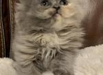 Blue cream tortoiseshell - Persian Cat For Sale - Ephrata, PA, US