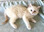 Cream Male Ragdoll - Ragdoll Cat For Sale - Phoenix, AZ, US