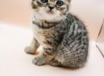 Ginger's babies - Scottish Fold Cat For Sale - Tampa, FL, US