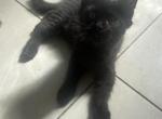 Anfisa - Maine Coon Cat For Sale - Jacksonville, FL, US