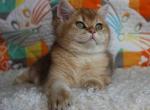 Kuzma british boy golden shaded with green eyes - British Shorthair Cat For Sale - CA, US