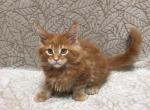 Amir - Maine Coon Cat For Sale - Norwalk, CT, US