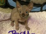 T litter A - Sphynx Cat For Sale - Canton, GA, US