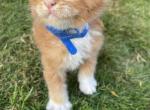 Hendrix - Maine Coon Cat For Sale - Buford, GA, US