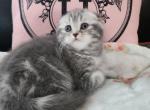 Lilac marble - Scottish Fold Cat For Sale - Grand Rapids, MI, US