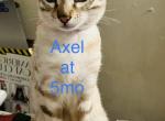 Axel - Bengal Cat For Sale - Oklahoma City, OK, US