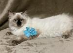 Lubas litter - Himalayan Cat For Sale - Vestal, NY, US