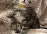 Victoria and Branch - Maine Coon Cat For Sale - Waukesha, WI, US