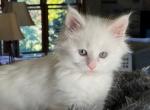 Isabella and Branch - Maine Coon Cat For Sale - Waukesha, WI, US