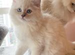 Maple - Ragdoll Cat For Sale - Elizabeth, NJ, US