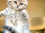 Scottish Fold 2 - Scottish Fold Cat For Sale - Woodland Park, CO, US