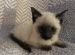 Blue sparkle - Siamese Cat For Sale - Gainesville, MO, US